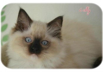 femelle seal point-mitted - 10 semaines - Chatterie Ragdolls du Val de Beauvoir